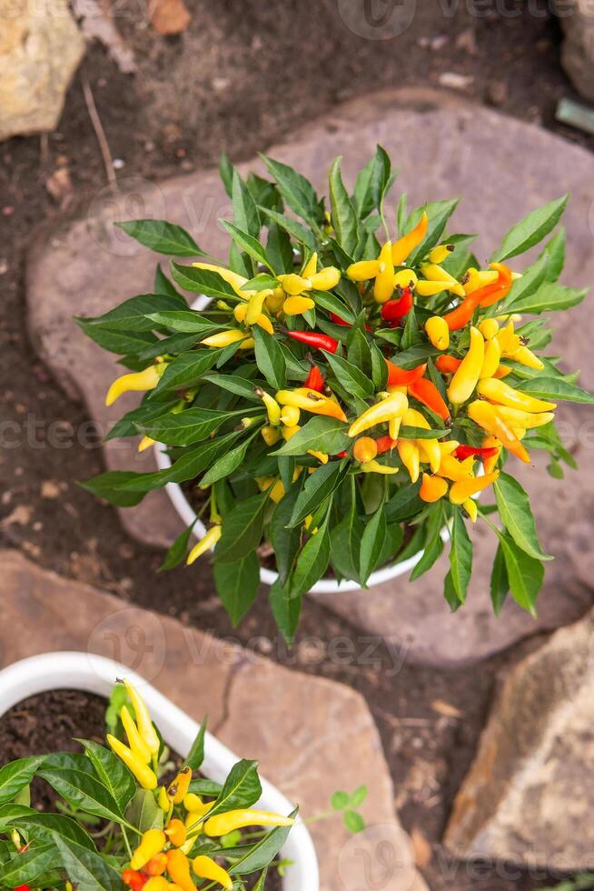 Growing pepper in a pot in the yard of a country house. Gardening and country life. photo