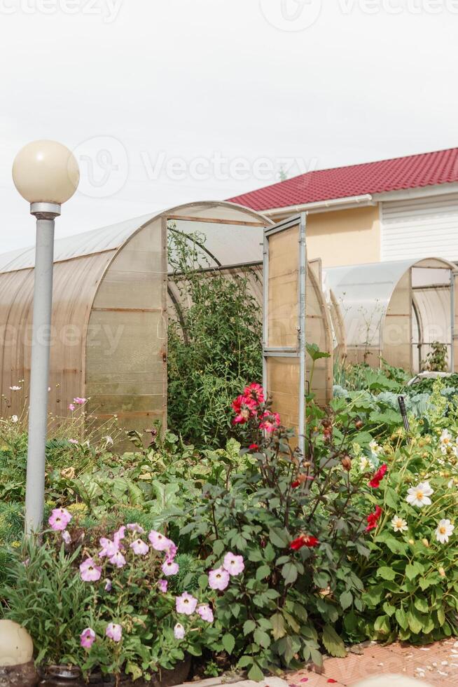 Large greenhouses for growing homemade vegetables. The concept of gardening and life in the country. photo