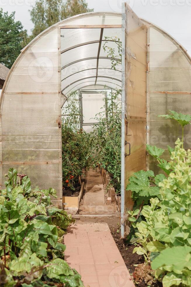 Large greenhouses for growing homemade vegetables. The concept of gardening and life in the country. photo