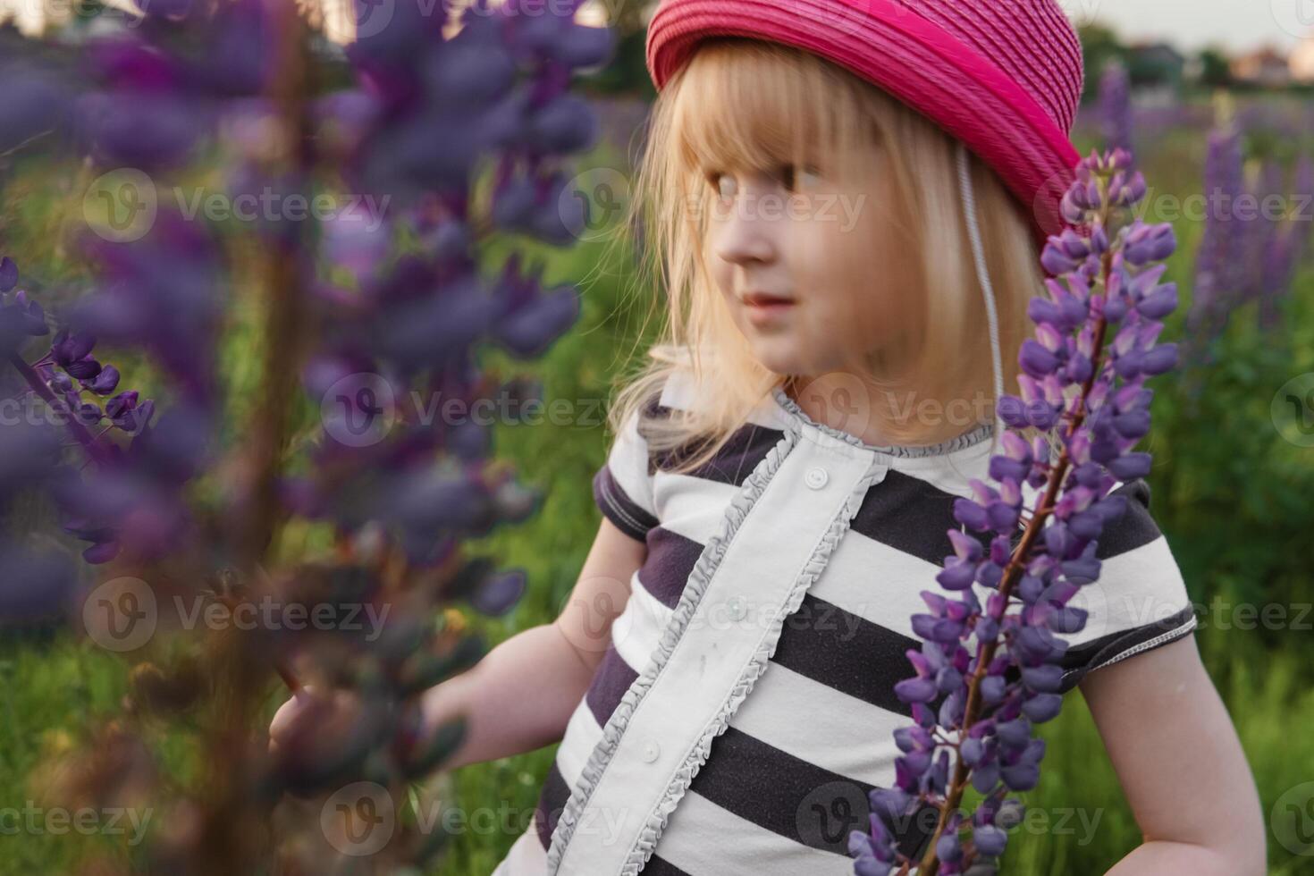A blonde girl in a field with purple flowers. A little girl in a pink hat is picking flowers in a field. A field with lupines photo
