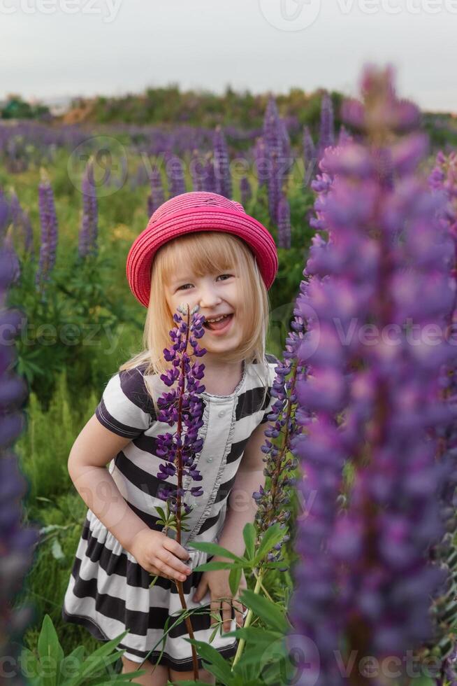 A blonde girl in a field with purple flowers. A little girl in a pink hat is picking flowers in a field. A field with lupines photo