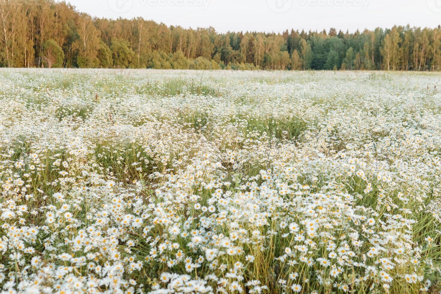 A spacious chamomile field in summer. A large field of flowering daisies. The concept of agriculture and the cultivation of useful medicinal herbs. photo