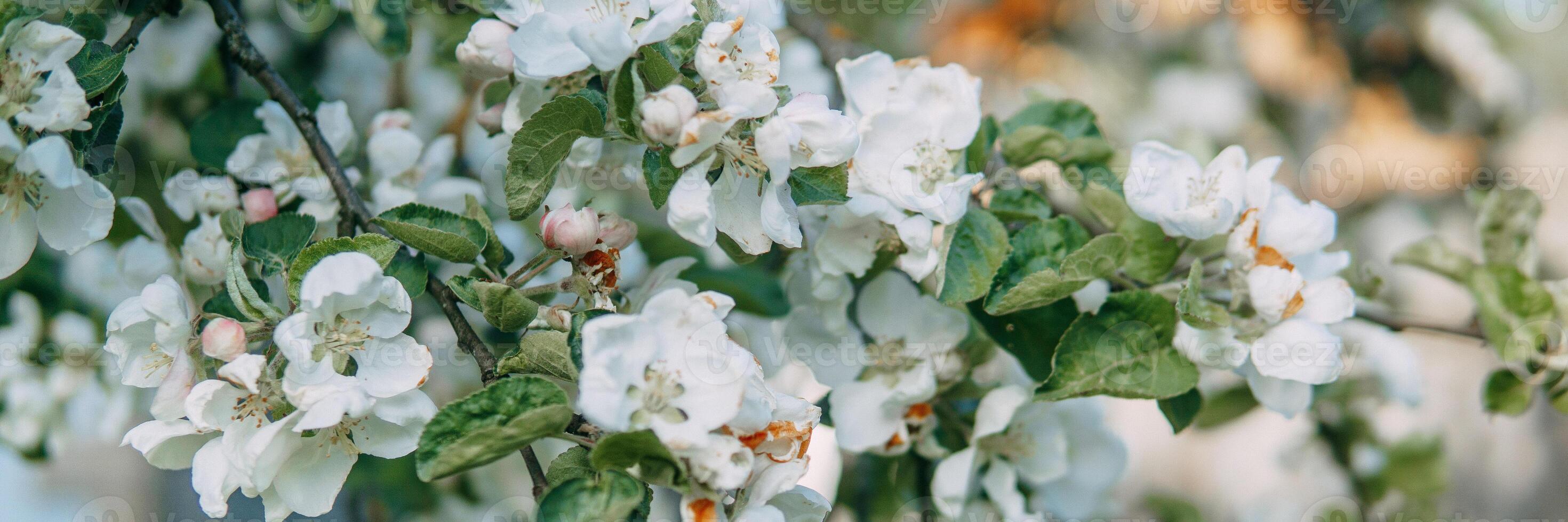 Blooming Apple tree branches with white flowers close-up. photo