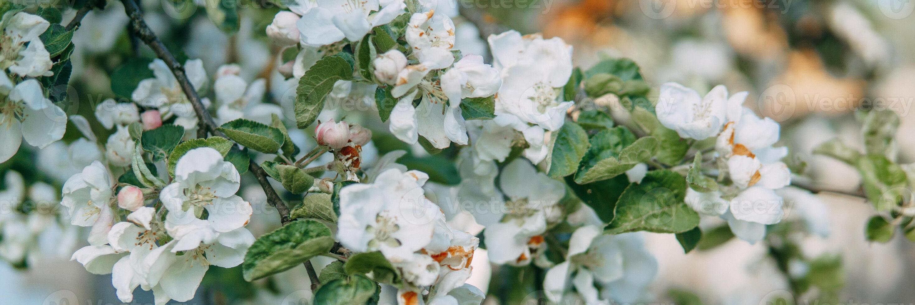 floreciente manzana árbol ramas con blanco flores de cerca. foto