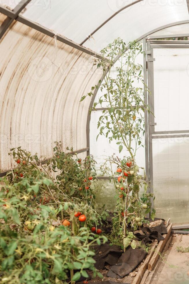 Tomatoes are hanging on a branch in the greenhouse. The concept of gardening and life in the country. A large greenhouse for growing homemade tomatoes. photo