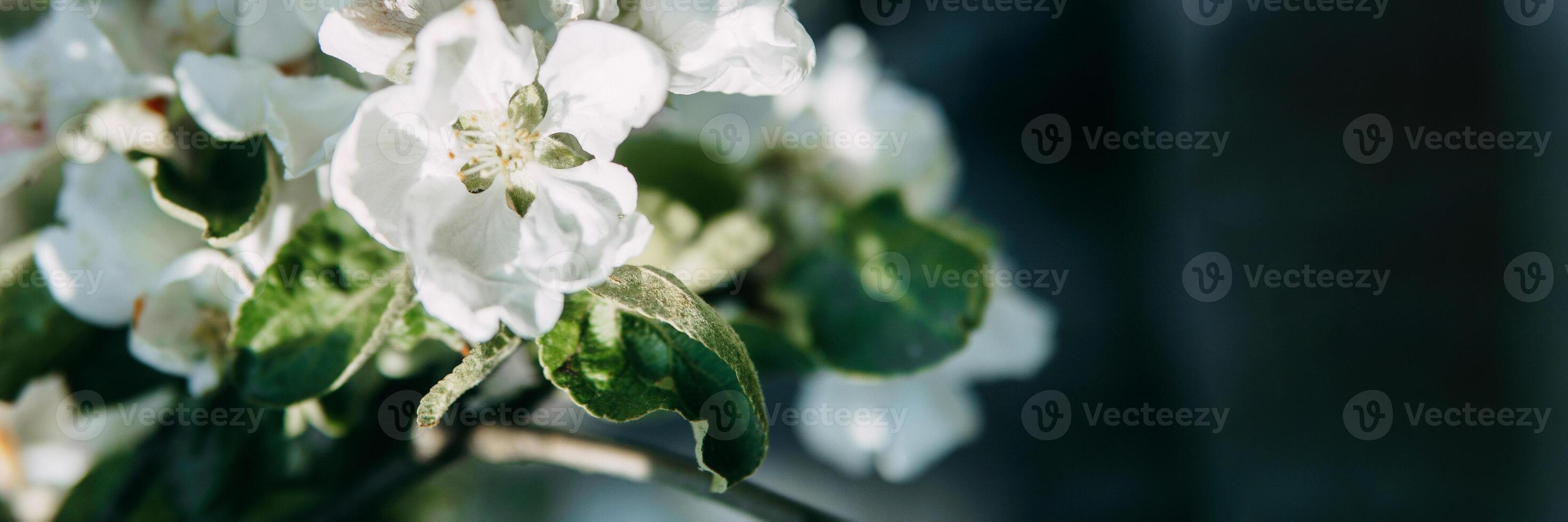 floreciente manzana árbol ramas con blanco flores de cerca. foto