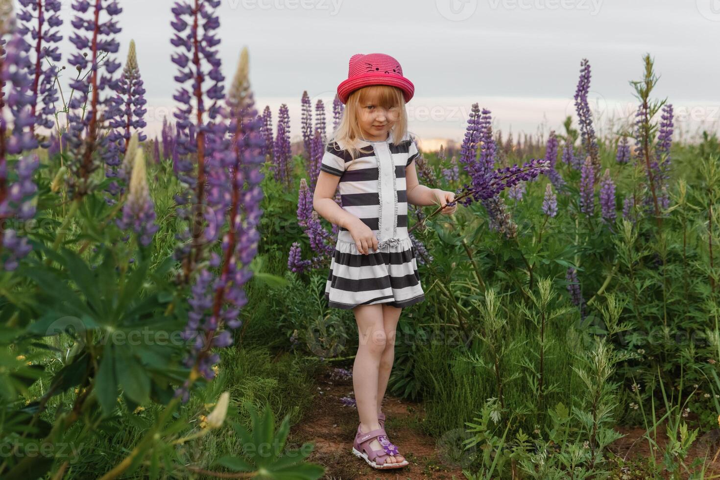 A blonde girl in a field with purple flowers. A little girl in a pink hat is picking flowers in a field. A field with lupines photo