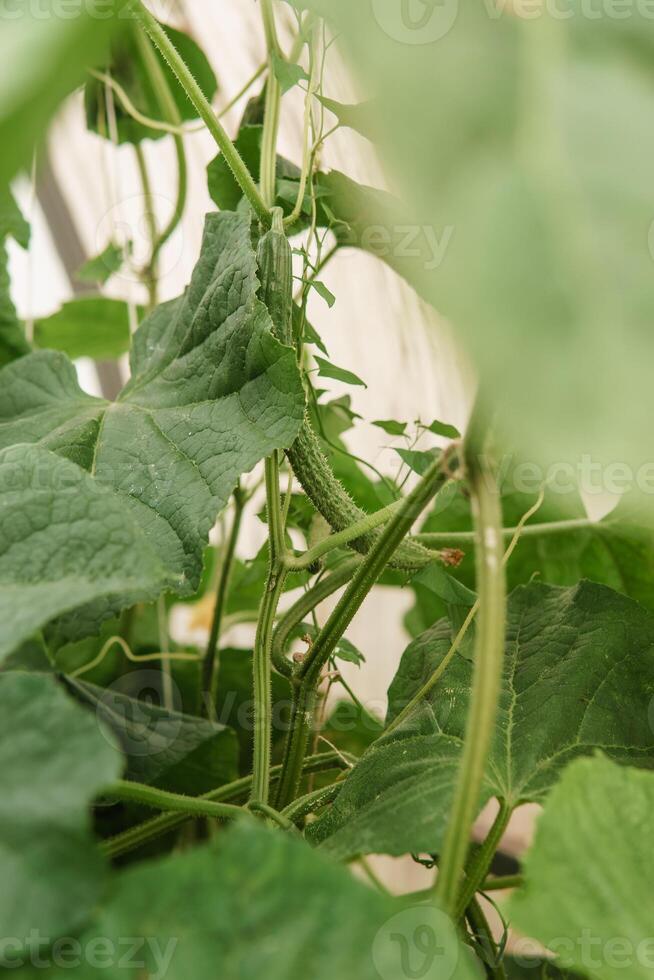 Cucumbers hang on a branch in the greenhouse. The concept of gardening and life in the country. photo