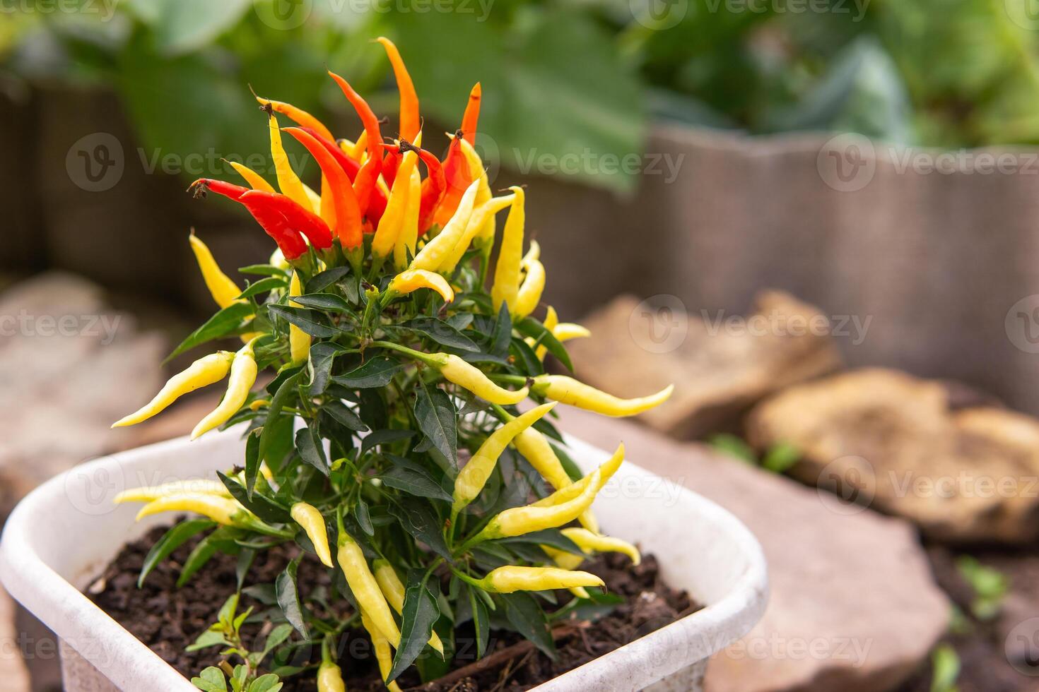 Growing pepper in a pot in the yard of a country house. Gardening and country life. photo