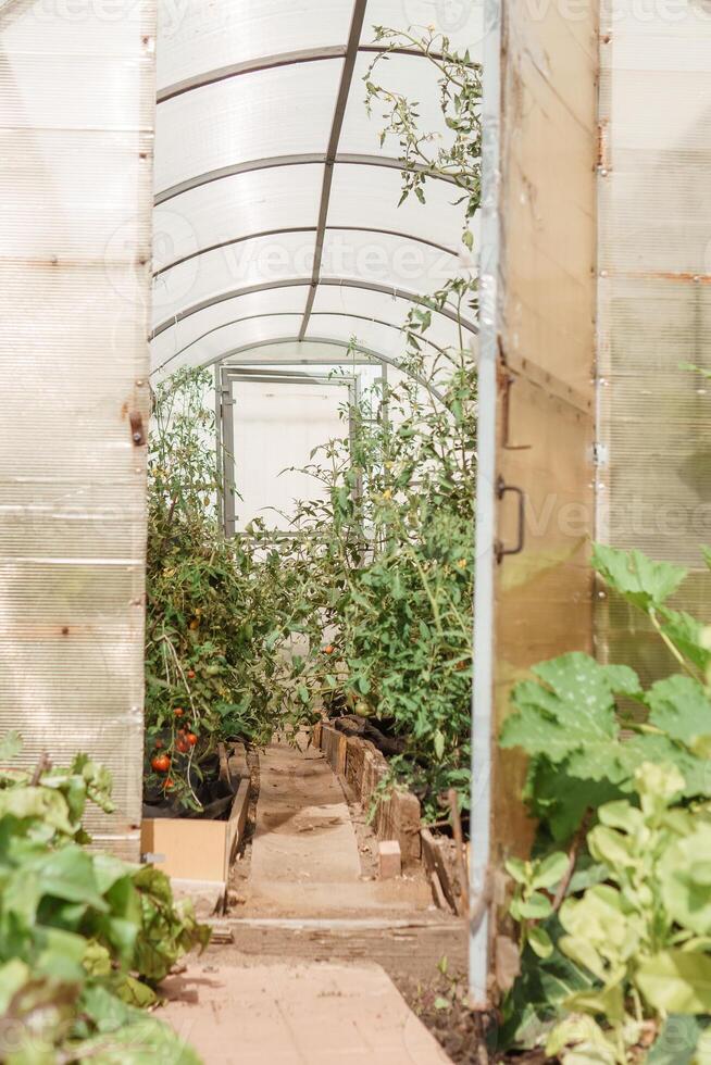 Large greenhouses for growing homemade vegetables. The concept of gardening and life in the country. photo