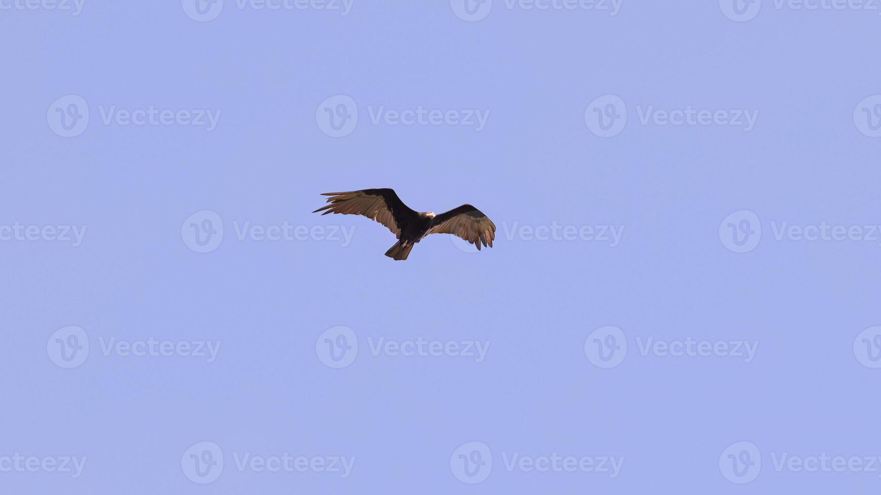 Lesser Yellow headed Vulture photo