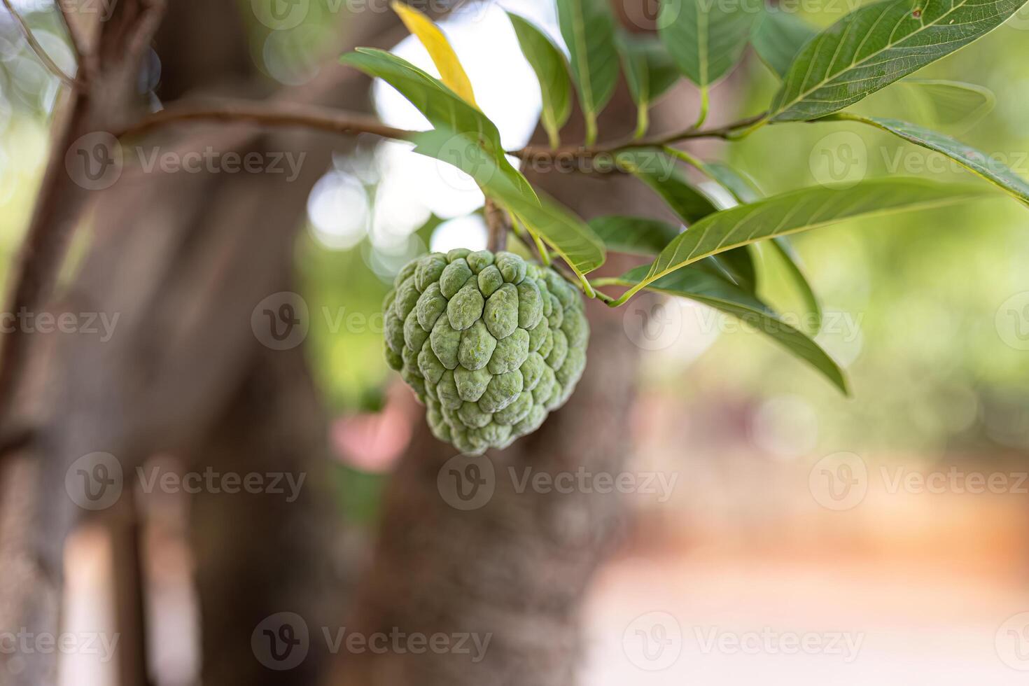 Sweetsop Green Fruit photo