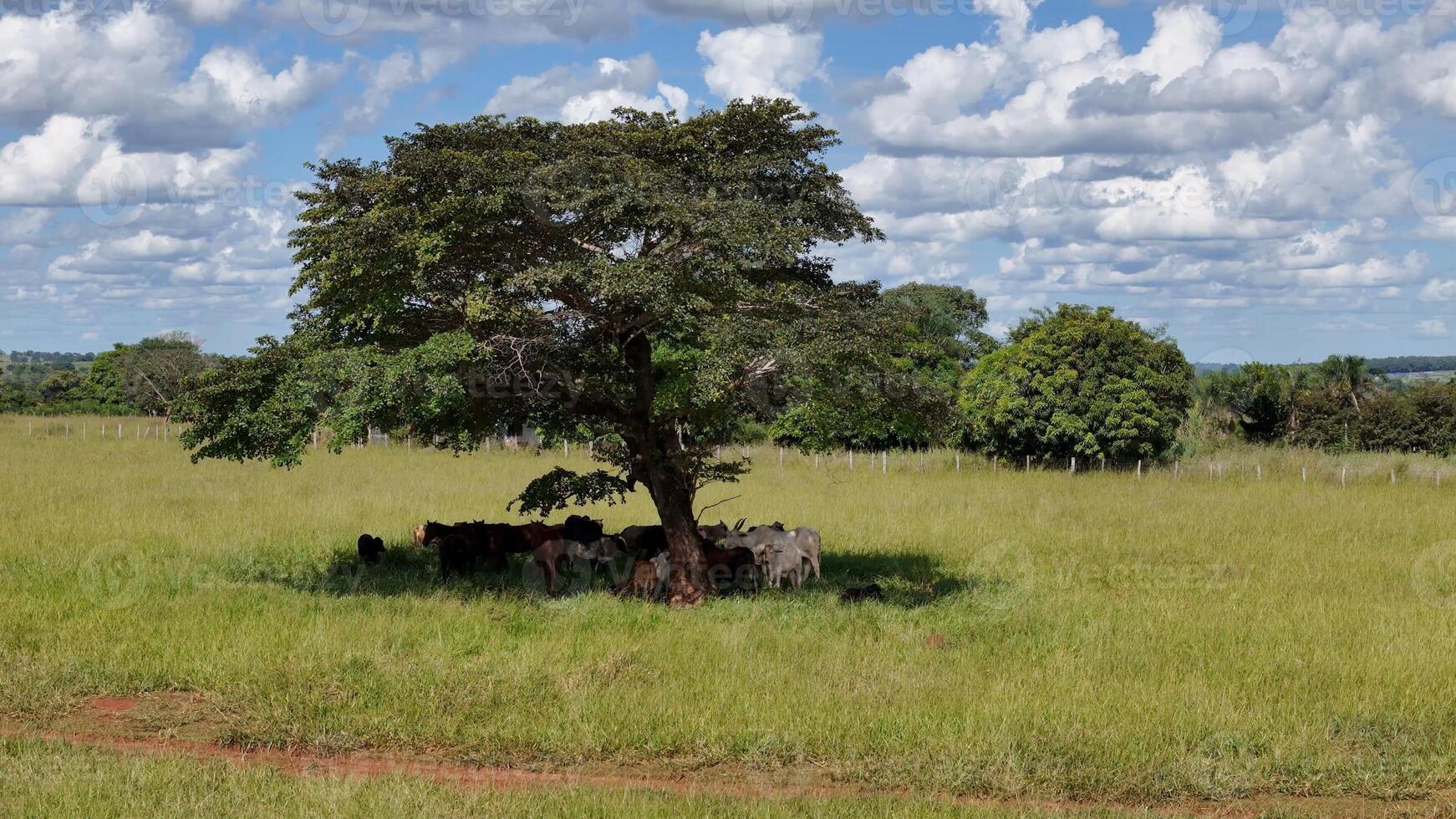 vacas y caballos en un campo tomando refugio desde el tarde Dom en el sombra de un árbol foto