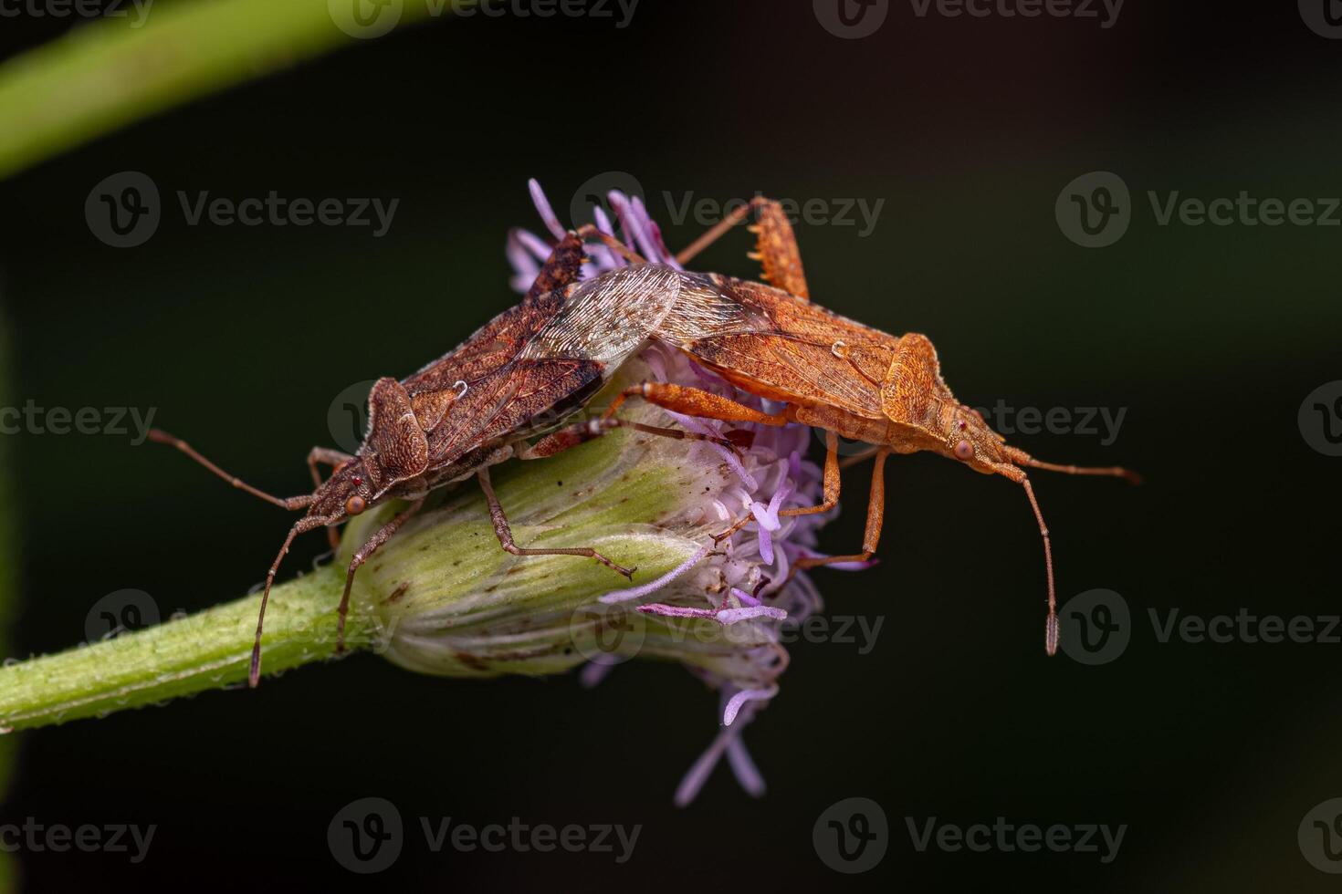 Adult Scentless Plant Bugs coupling photo