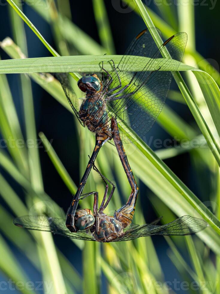 Adult Dragonflies Insects coupling photo