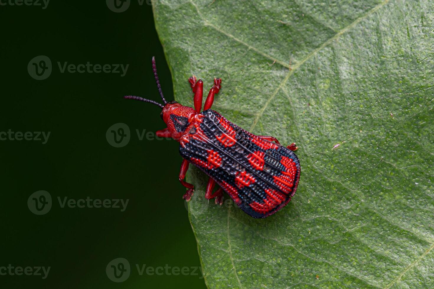 Adult Leaf Beetle photo