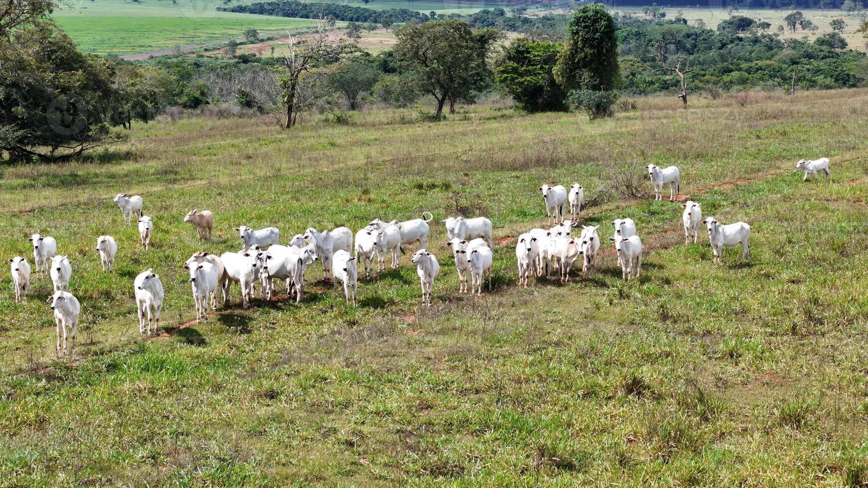 field pasture area with white cows grazing photo