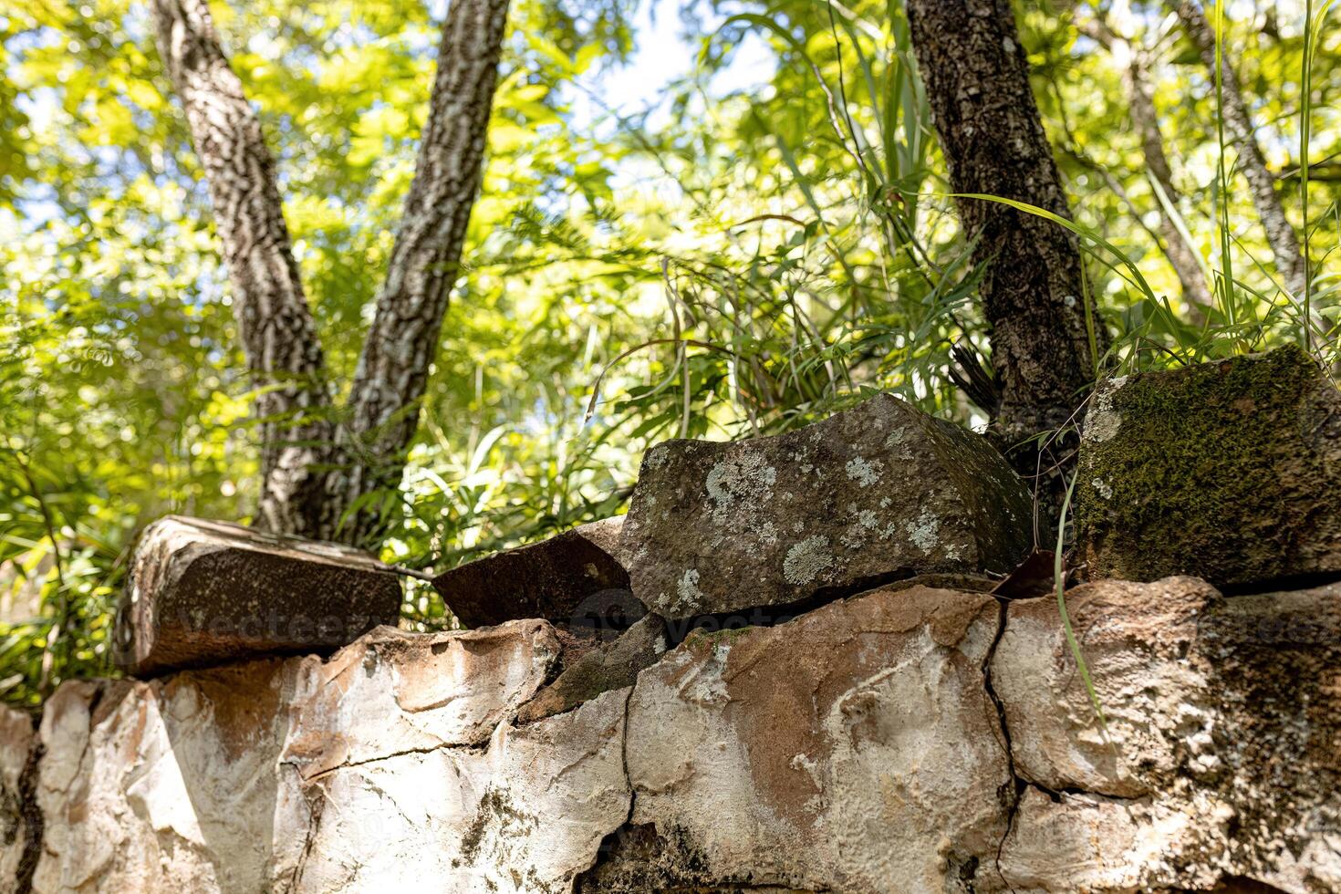 hormigón piedras y plantas naturaleza foto