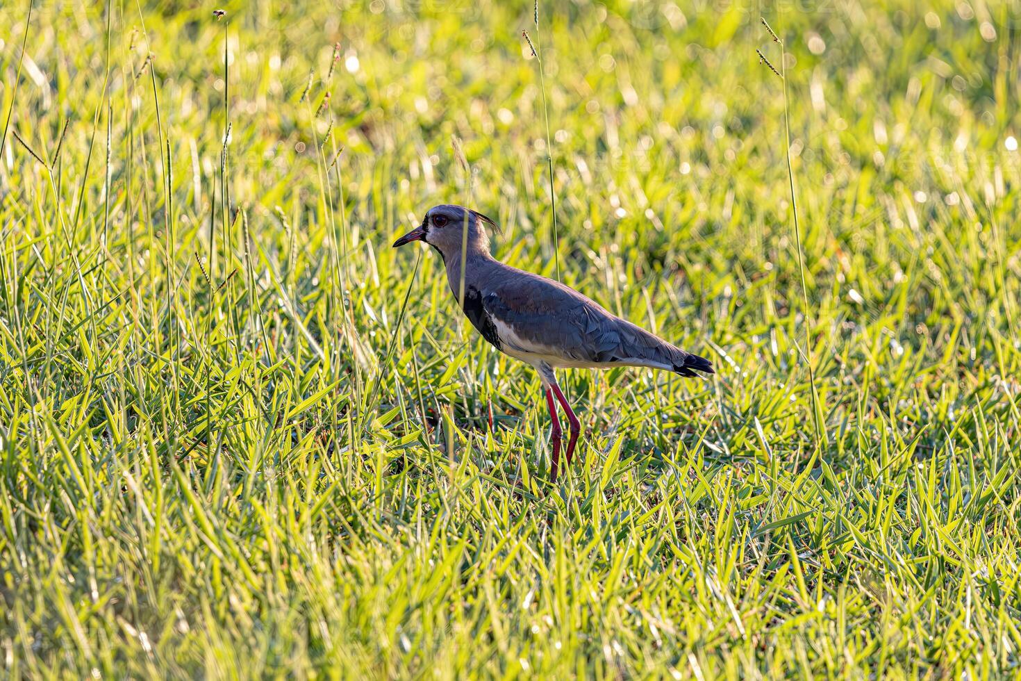 Adult Southern Lapwing Bird photo