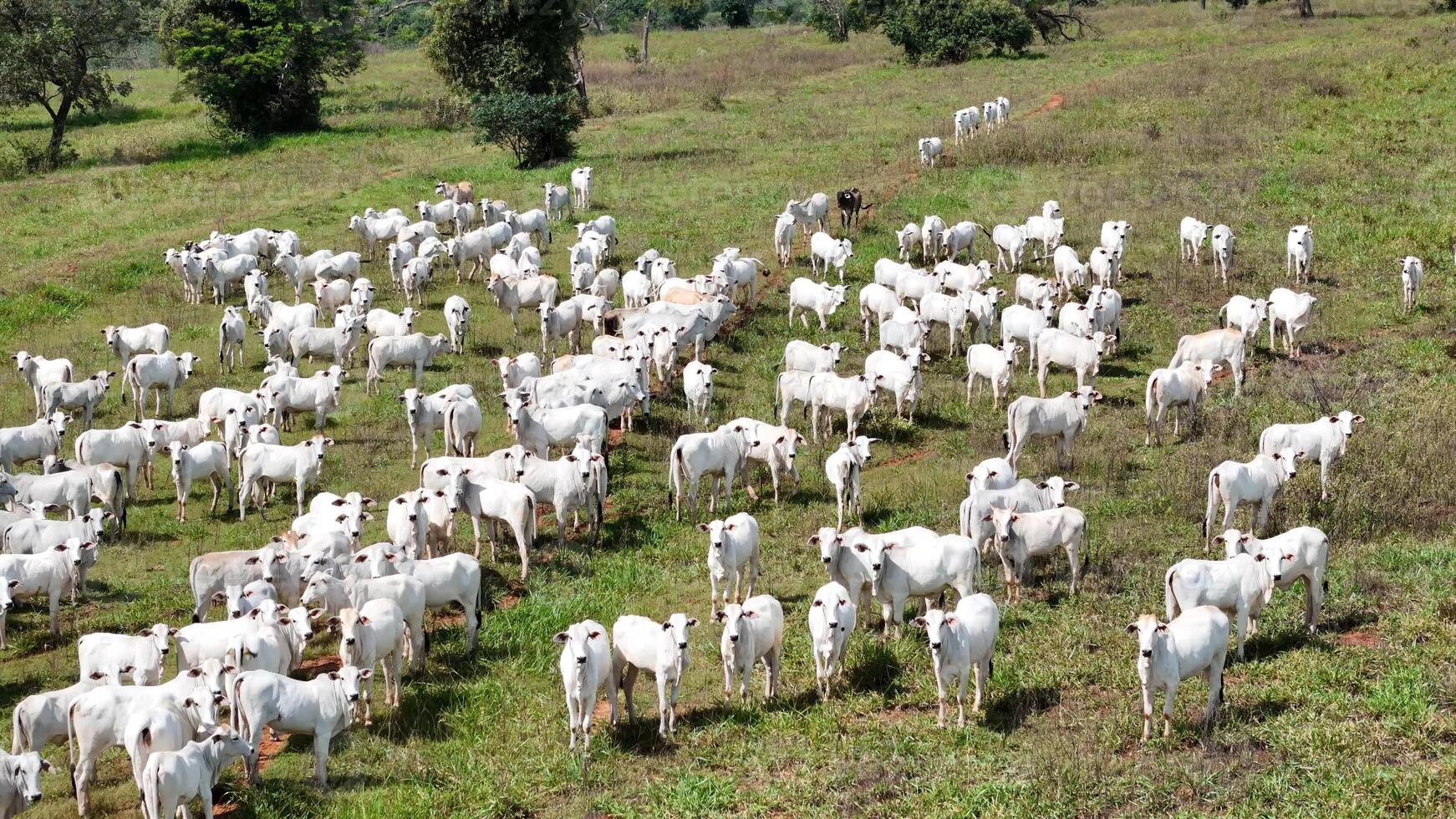 field pasture area with white cows grazing photo