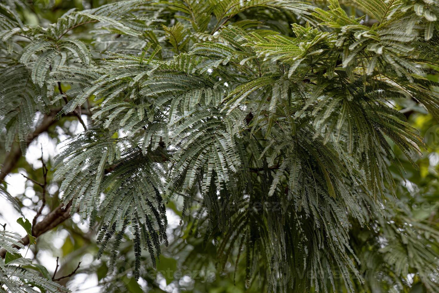 green leaves of angiosperm tree photo