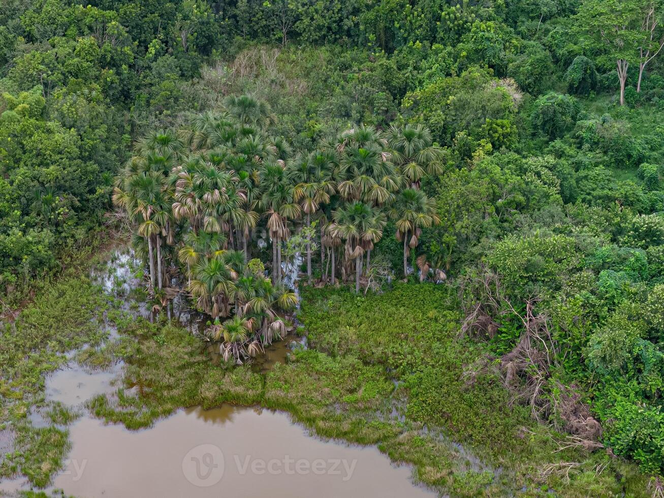 stream in the Brazilian cerrado biome buriti palm trees in the center photo