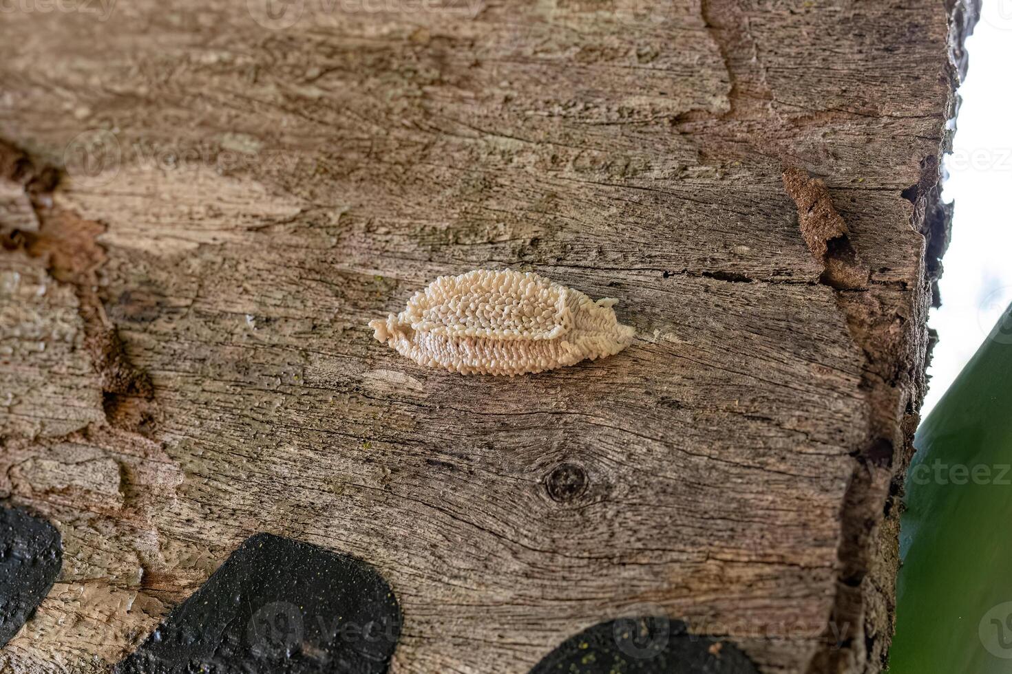 Small Planthopper Eggs photo