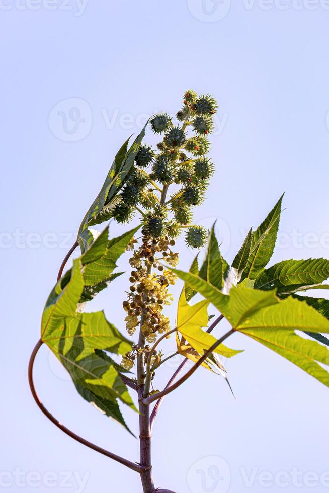 Green Castor Bean Plant photo