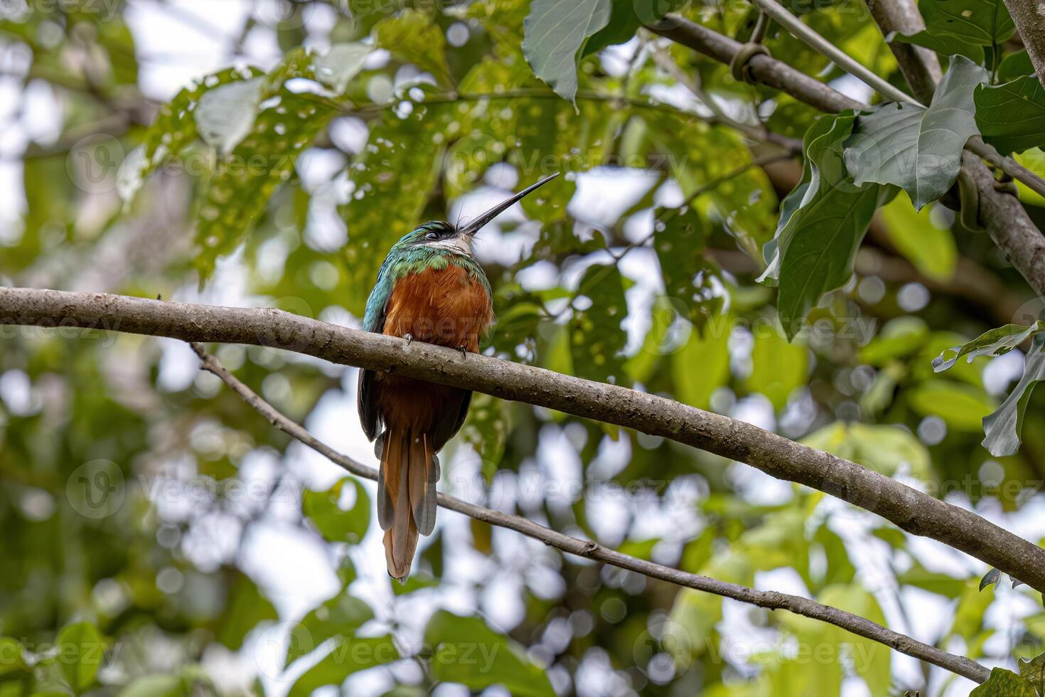 animal cola rufa jacamar pájaro foto