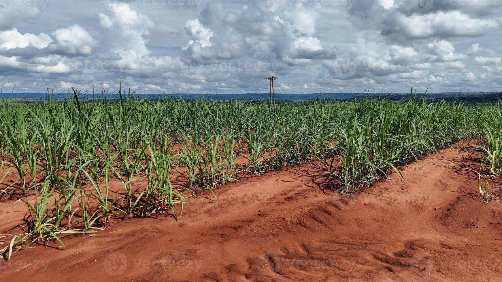 field sugar cane cultivation photo