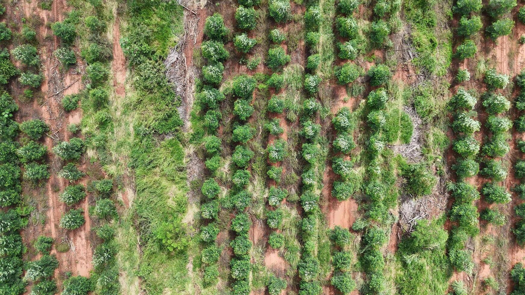 cultivation of eucalyptus trees photo