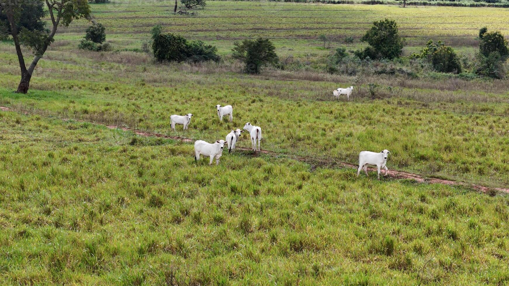 campo pasto zona con blanco vacas pasto foto