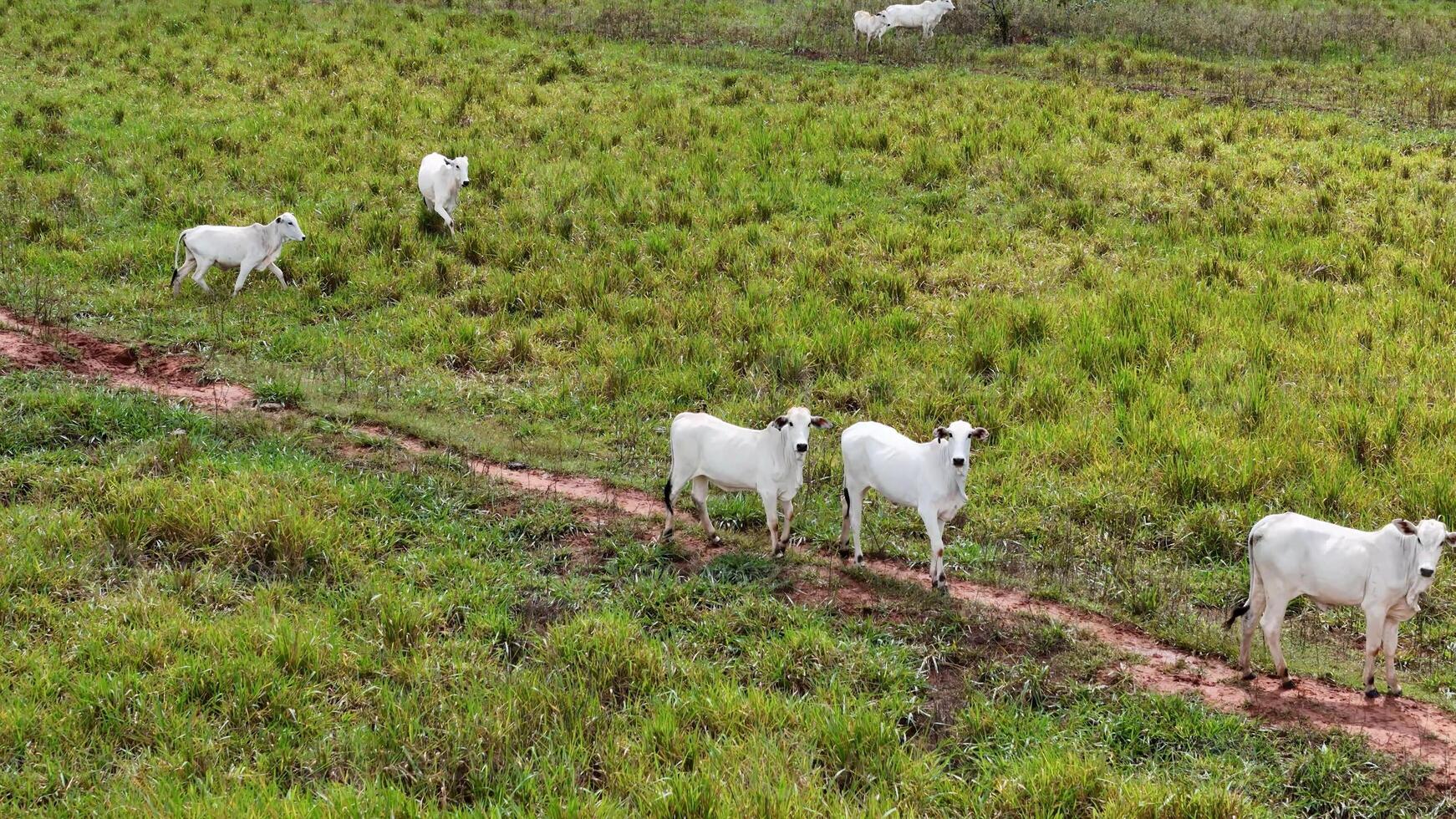 field pasture area with white cows grazing photo