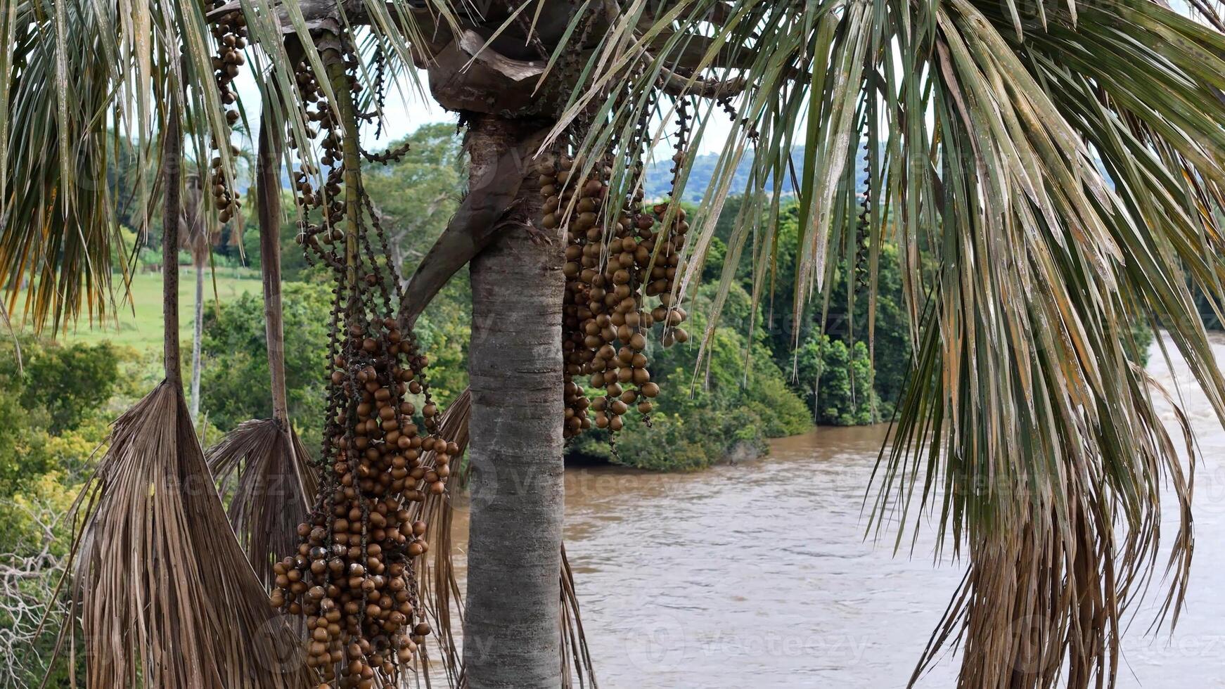 fruits of the buriti palm tree photo