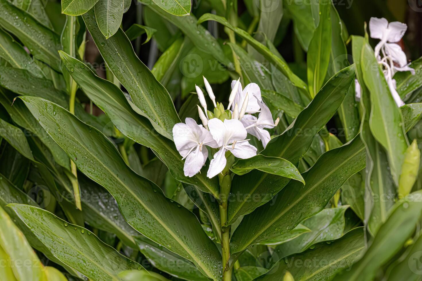 White Ginger Flower Plant photo