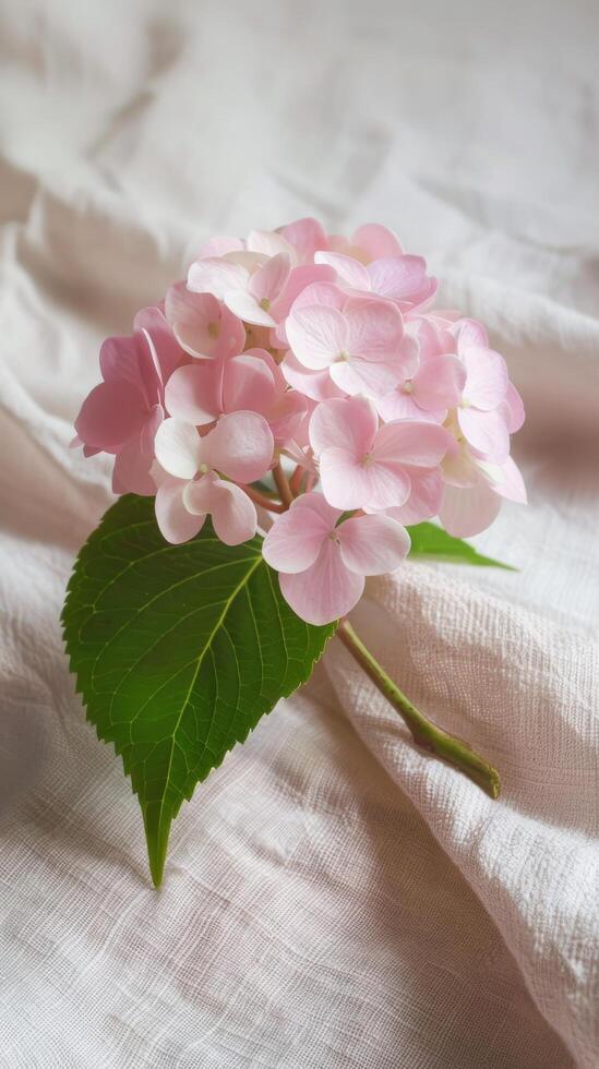 Pink Hydrangea On Linen Texture photo