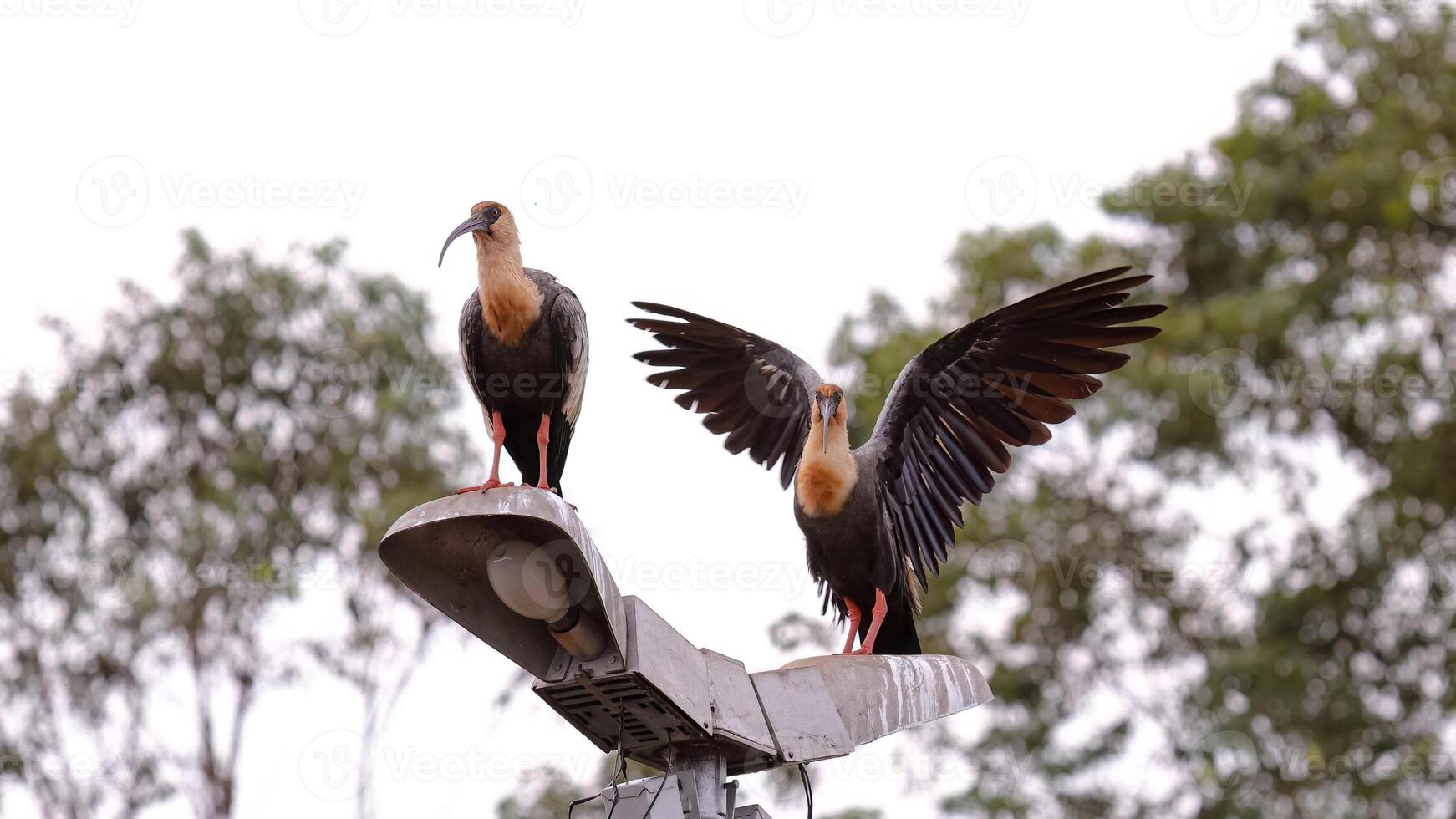 fuerte cuello ibis animales foto