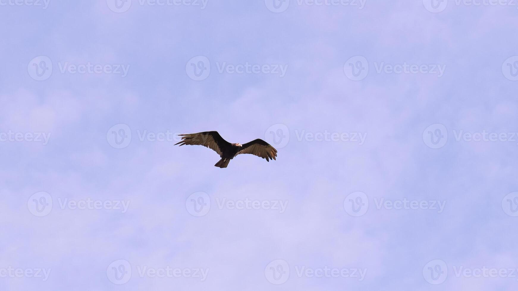 Lesser Yellow headed Vulture photo