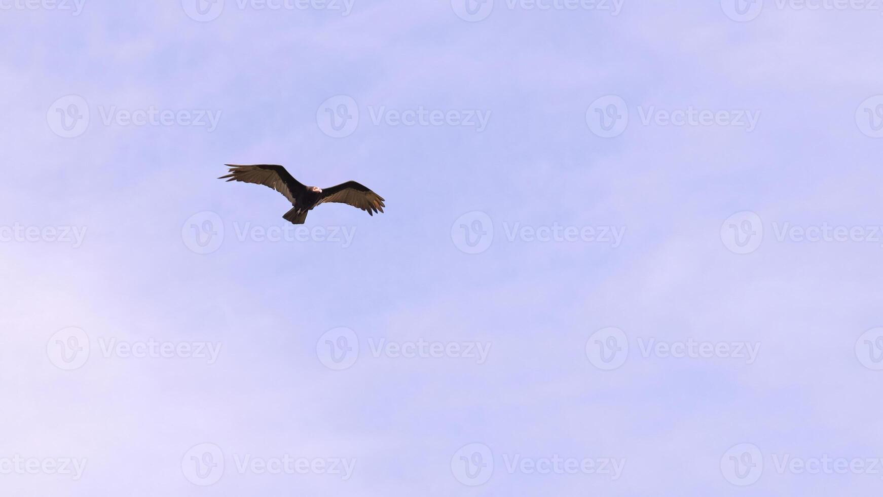 Lesser Yellow headed Vulture photo