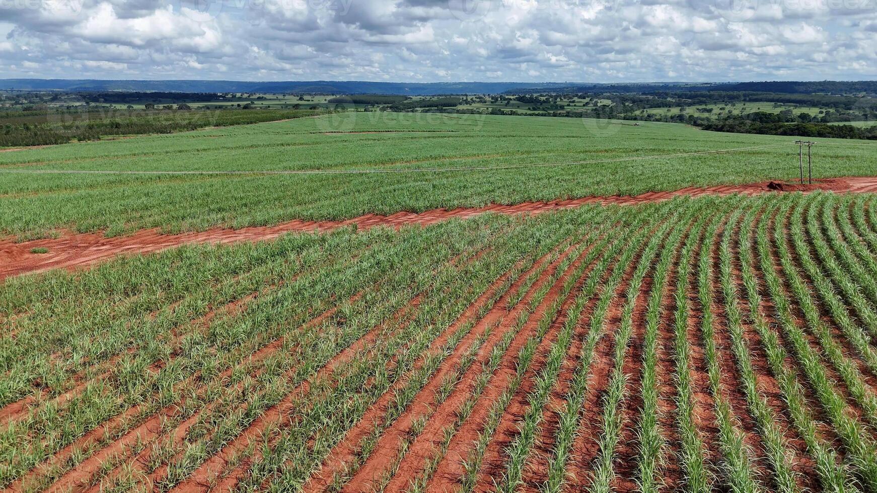 campo azúcar caña cultivo foto