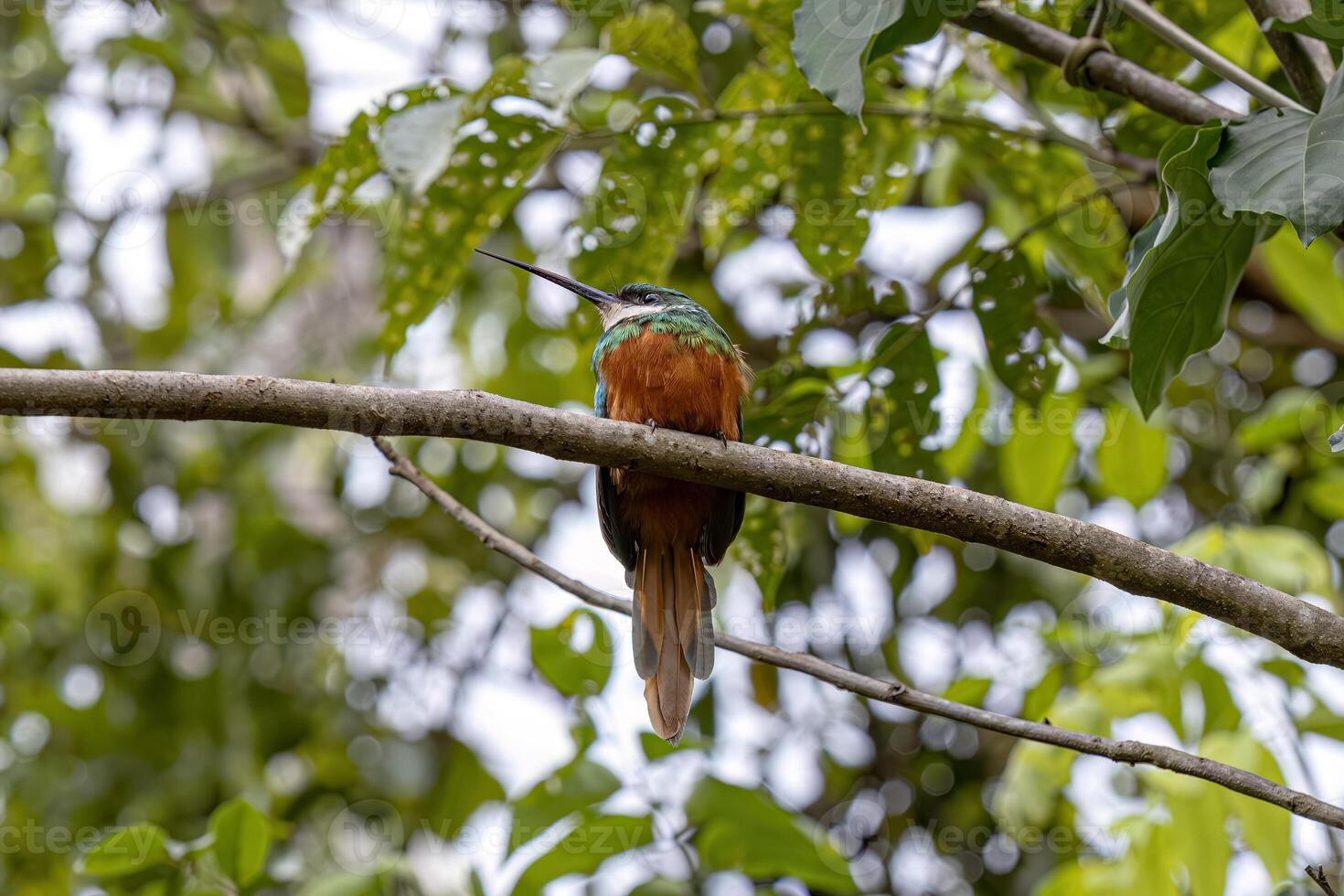 Animal Rufous-tailed Jacamar Bird photo