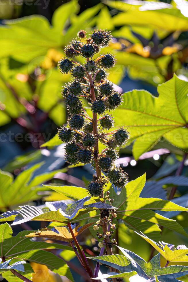 Green Castor Bean Plant photo