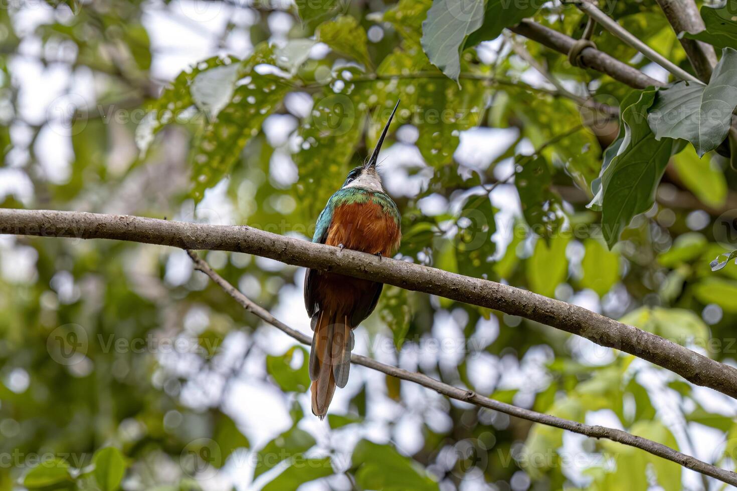 Animal Rufous-tailed Jacamar Bird photo