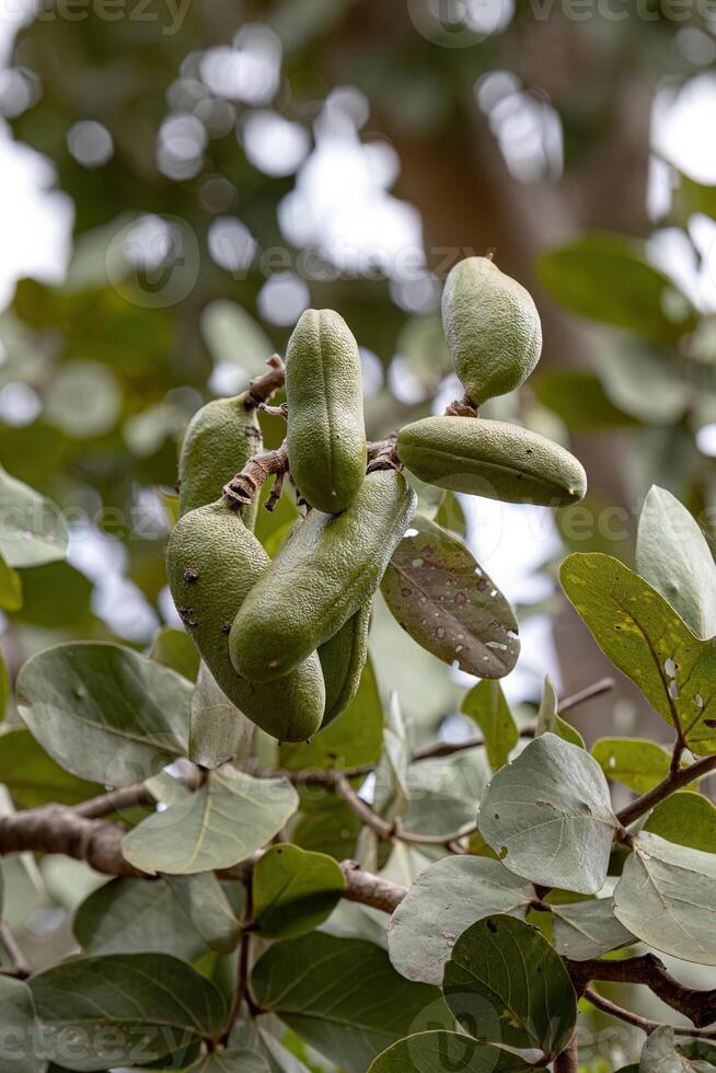 Stinkingtoe Tree with Fruits photo