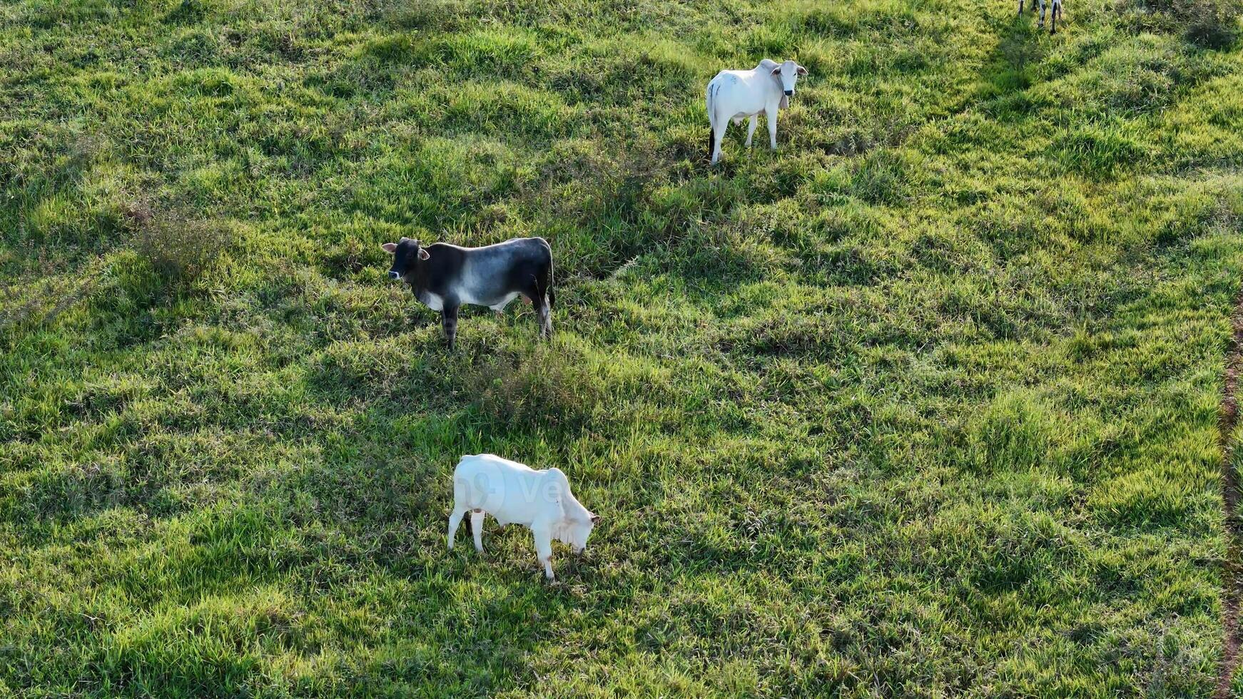 cattle cows grazing in a field in the late afternoon photo