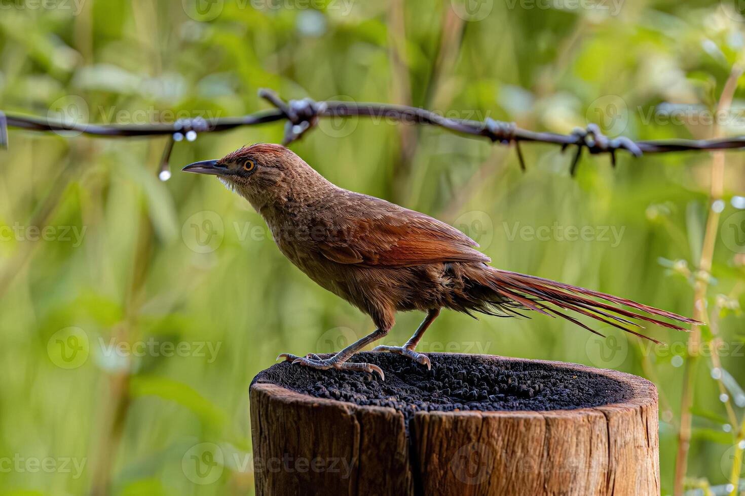 Greater Thornbird Animal photo