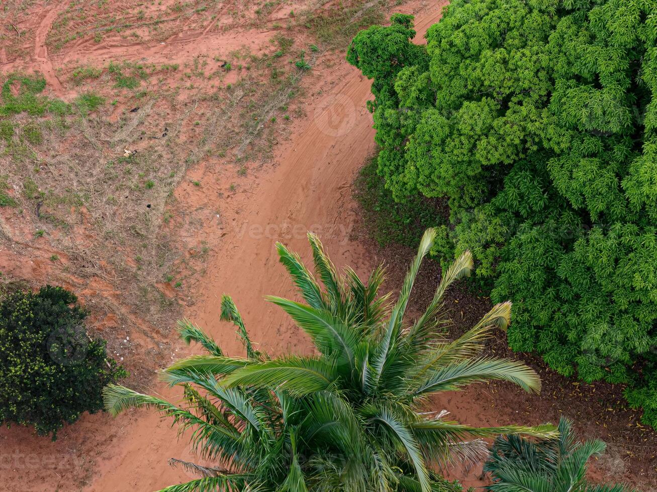 mango tree canopy and palm trees photo