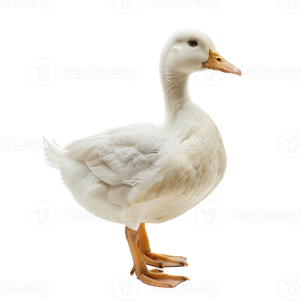 White pekin duck on isolated transparent background png