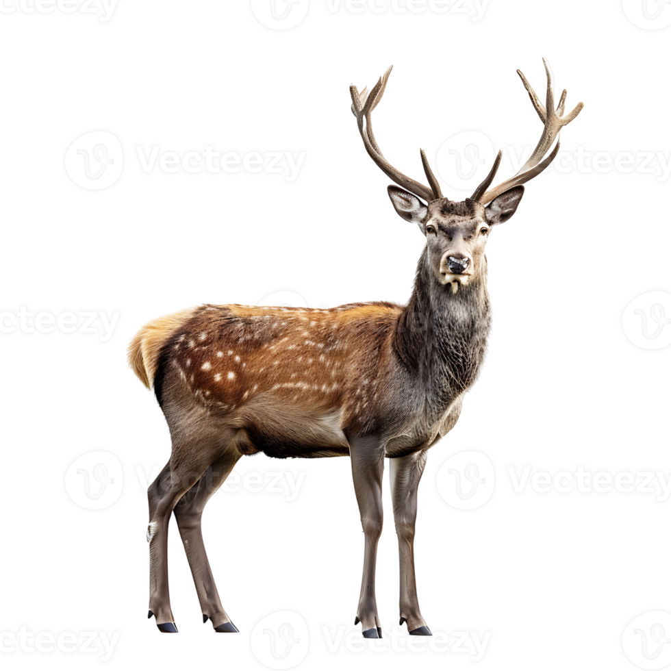 Deer full body shot on isolated transparent background png