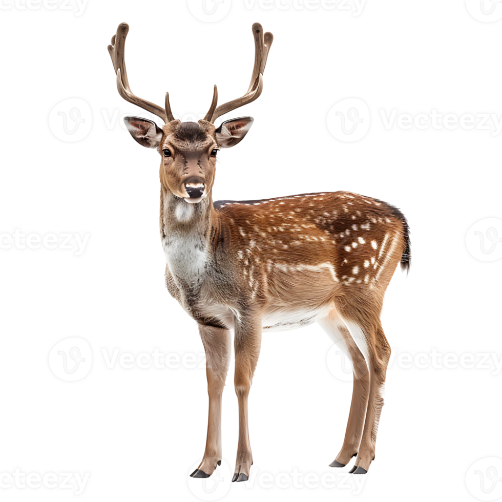 Deer full body shot on isolated transparent background png